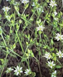 Attēlu rezultāti vaicājumam “Arenaria serpyllifolia”