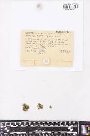 Attēlu rezultāti vaicājumam “Seligeria pusilla sporophyte”