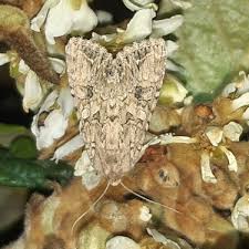 Attēlu rezultāti vaicājumam “Hadula trifolii”