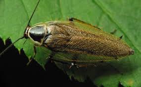 Attēlu rezultāti vaicājumam “Ectobius sylvestris nymph”