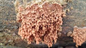 Attēlu rezultāti vaicājumam “Stemonitopsis typhina var. similis stalked”