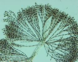 Attēlu rezultāti vaicājumam “Batrachospermum moniliforme”