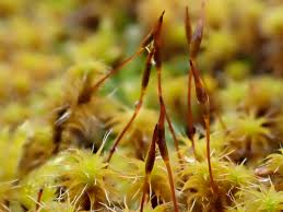 Attēlu rezultāti vaicājumam “Heterotrichia pomiformis (syn. Arcyria pomiformis) macro”