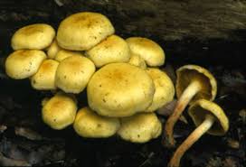 Attēlu rezultāti vaicājumam “Hypholoma sp.”