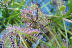 Attēlu rezultāti vaicājumam “Drosera intermedia”
