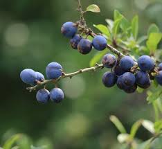 Attēlu rezultāti vaicājumam “Prunus spinosa fruit”