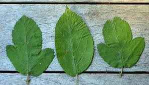 Attēlu rezultāti vaicājumam “Malus purpurea leaf”