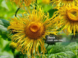 Attēlu rezultāti vaicājumam “Telekia speciosa flower”