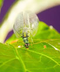 Attēlu rezultāti vaicājumam “Chrysopa”