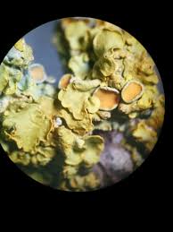 Attēlu rezultāti vaicājumam “Xanthoria polycarpa”