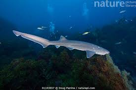 Image result for Notorynchus cepedianus