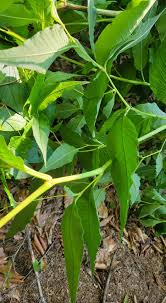 Attēlu rezultāti vaicājumam “Reynoutria sachalinensis leaf”