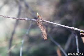 Attēlu rezultāti vaicājumam “Betula papyrifera”