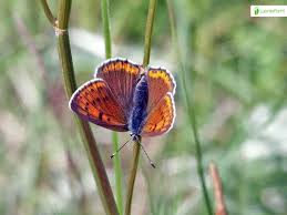 Attēlu rezultāti vaicājumam “Lycaena hippothoe underside”