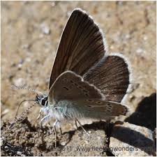 Attēlu rezultāti vaicājumam “Eumedonia eumedon”