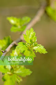 Attēlu rezultāti vaicājumam “Crataegus laevigata bud”