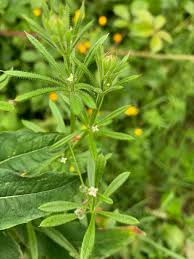 Attēlu rezultāti vaicājumam “Galium elongatum leaf”