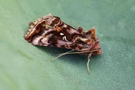 Attēlu rezultāti vaicājumam “Autographa pulchrina”