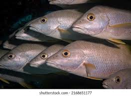 Image result for Lutjanus apodus