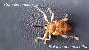 Attēlu rezultāti vaicājumam “Curculio nucum”