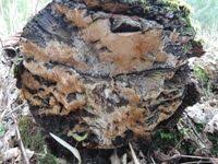 Attēlu rezultāti vaicājumam “Dentipellis fragilis”