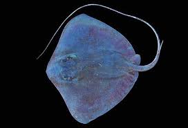 Image result for Hypanus longus