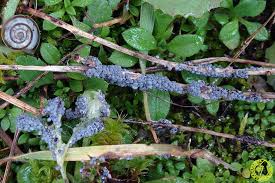 Attēlu rezultāti vaicājumam “Physarum cinereum”