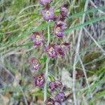 Attēlu rezultāti vaicājumam “Epipactis atrorubens fruit”