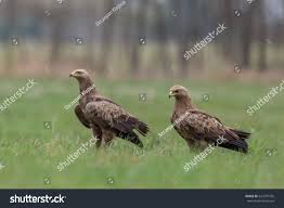 Attēlu rezultāti vaicājumam “Aquila pomarina”