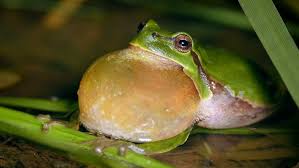 Attēlu rezultāti vaicājumam “Hyla arborea”