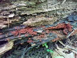 Attēlu rezultāti vaicājumam “Arcyria minuta stalked”