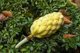 Attēlu rezultāti vaicājumam “Magnolia kobus fruit”