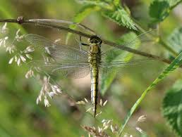 Attēlu rezultāti vaicājumam “Orthetrum cancellatum male”