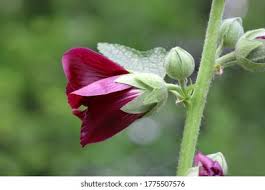 Attēlu rezultāti vaicājumam “Alcea rosea bud”