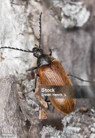 Attēlu rezultāti vaicājumam “Pseudocistela ceramboides”