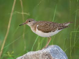 Attēlu rezultāti vaicājumam “Actitis hypoleucos”