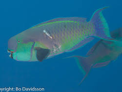 Image result for Chlorurus gibbus