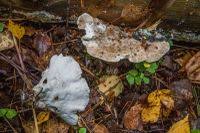 Attēlu rezultāti vaicājumam “Postia floriformis”