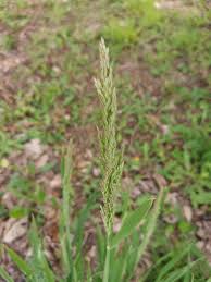 Attēlu rezultāti vaicājumam “Holcus lanatus  fruit”