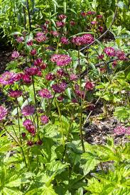 Image result for Astrantia majon `Abbey Road`