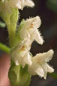 Attēlu rezultāti vaicājumam “Goodyera repens flower”