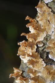 Attēlu rezultāti vaicājumam “Stereum rugosum”