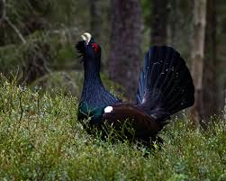 Attēlu rezultāti vaicājumam “Tetrao urogallus”