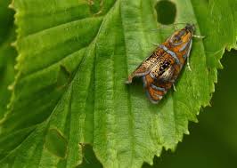 Attēlu rezultāti vaicājumam “Olethreutes arcuella”