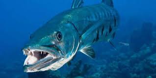 Image result for Dive Barracuda