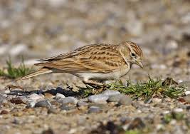 Image result for Calandrella brachydactyla