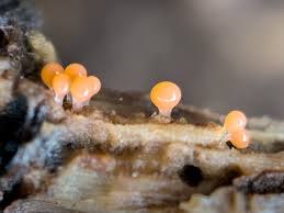 Attēlu rezultāti vaicājumam “Claustria didermoides spores”