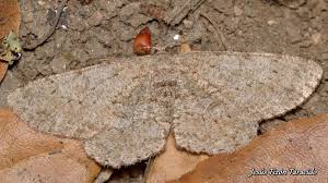 Attēlu rezultāti vaicājumam “Hypomecis punctinalis”