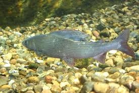 Image result for Thymallus thymallus