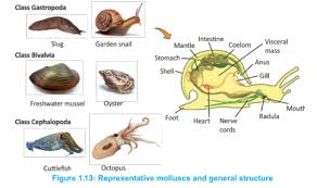 Attēlu rezultāti vaicājumam “Mollusca”